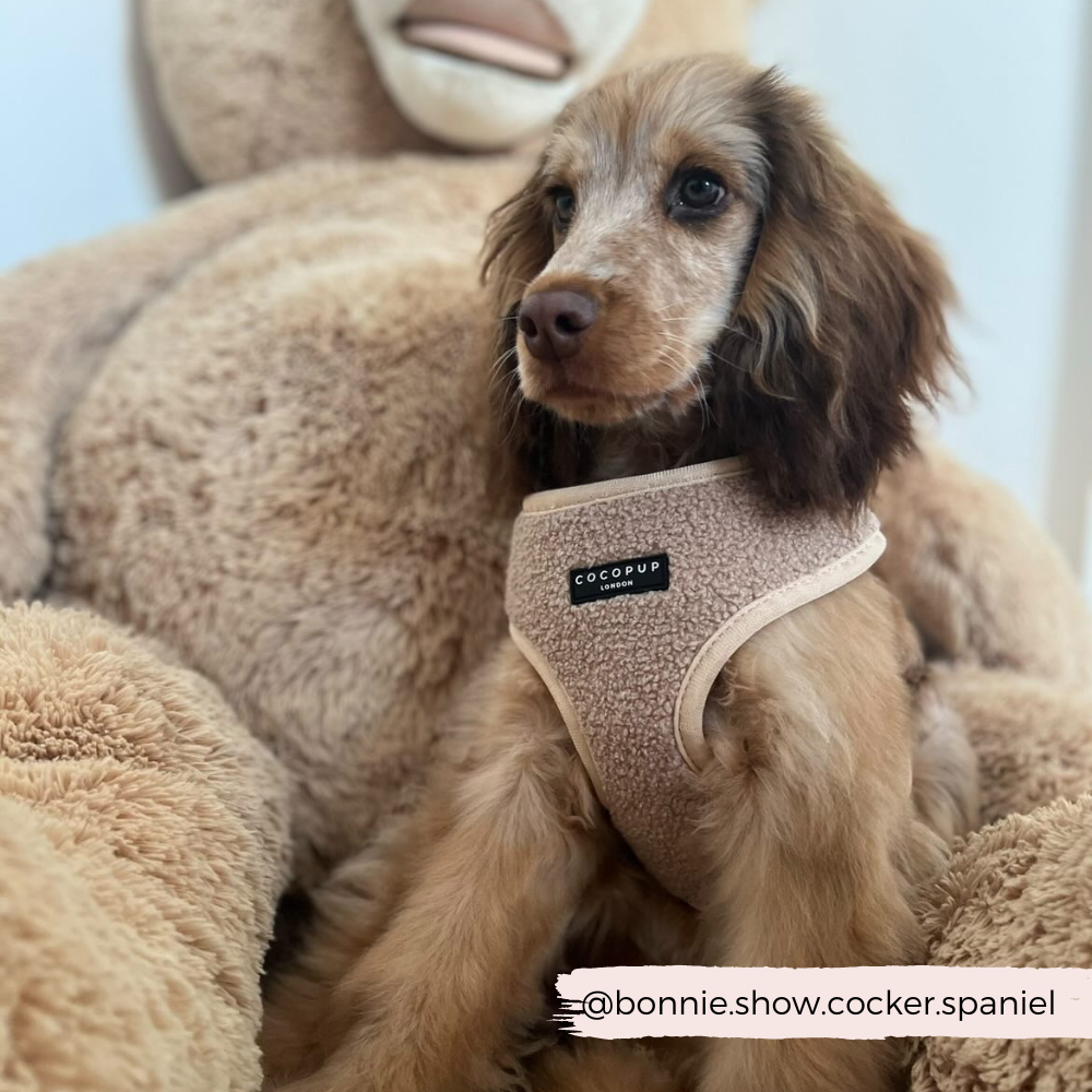 Small fluffy dog wearing cream teddy fur dog harness