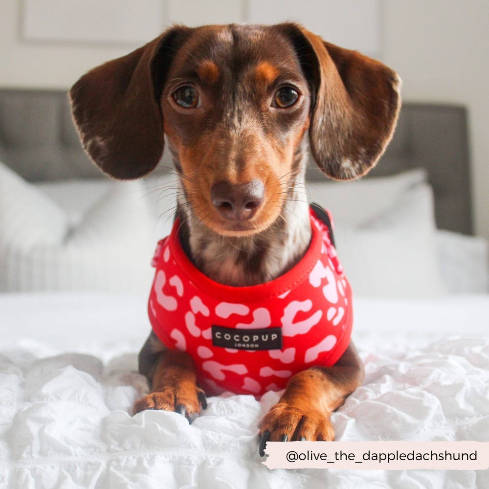 Red Pink Leopard Adjustable Neck HARNESS - Main Image