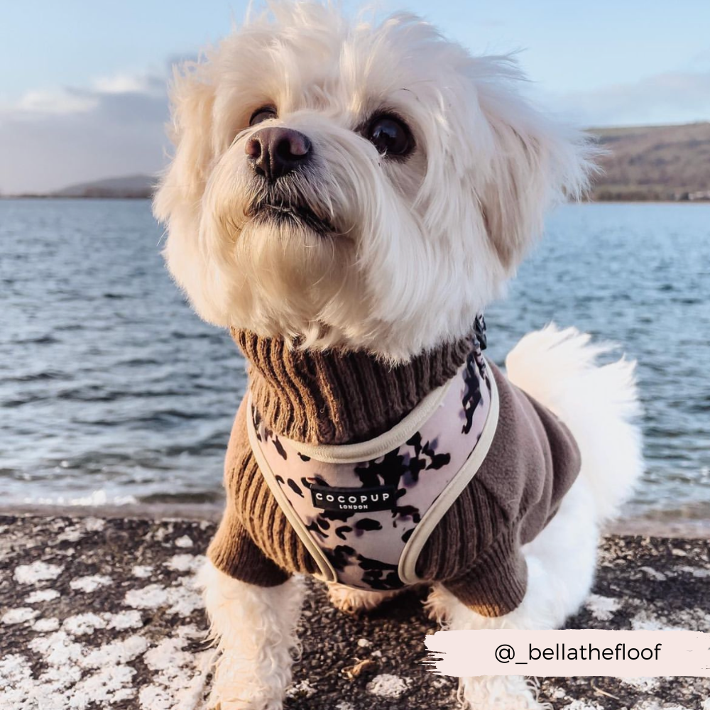 LLdogclothes Ivory Cream Turtleneck Knit Shirt For Dogs – Handmade Sizes XXXS To Large