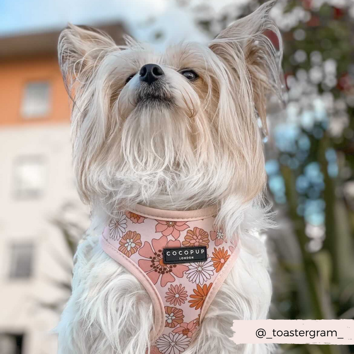 Fluffy dog wearing Groovy Florals Harness.