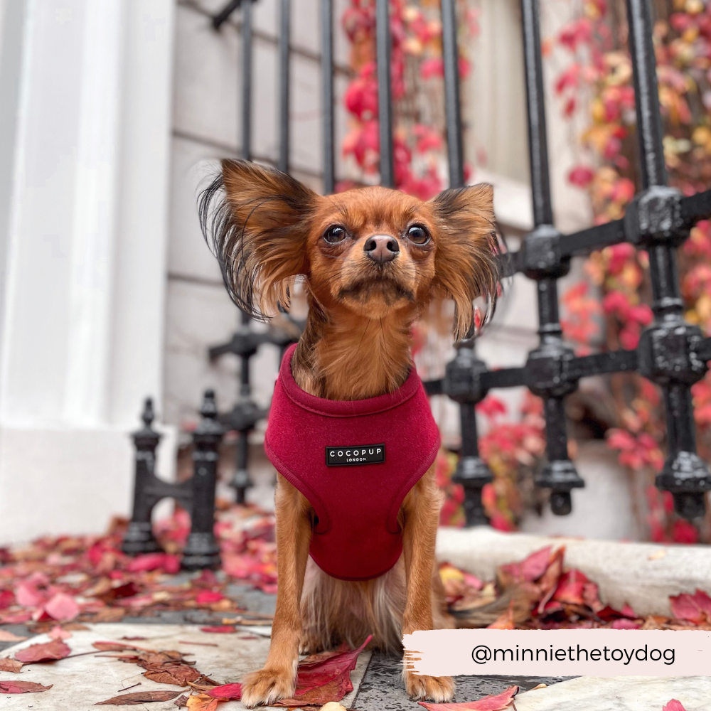 small dog wearing red velvet harness