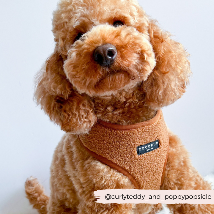 Brown fluffy dog wearing Brown teddy fur dog harness