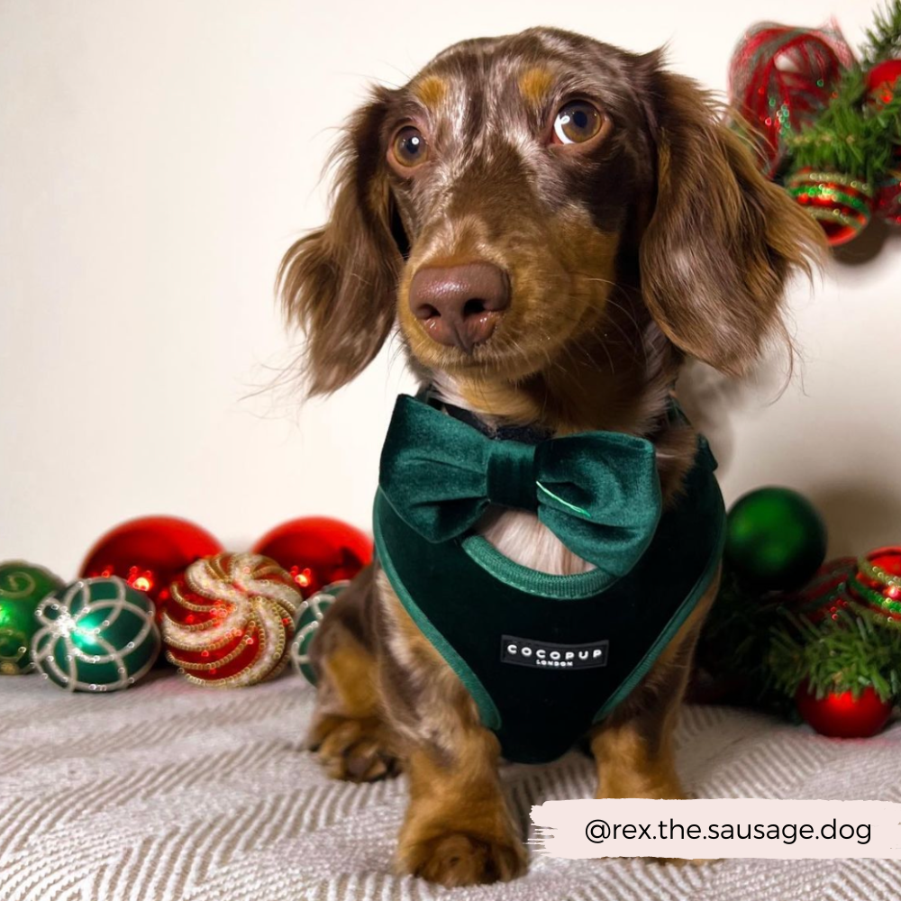 Cocopup Adjustable Neck Dog Harness - Forest Green. XXS/XS/S/M/L. D Ring for Leads. Durable. Quick Drying. Lightweight. Velvet/Christmas/Luxe Cocopup Adjustable Neck Dog Harness - Forest Green. XXS/XS/S/M/L. D Ring for Leads. Durable. Quick Drying. Lightweight. Velvet/Christmas/Luxe