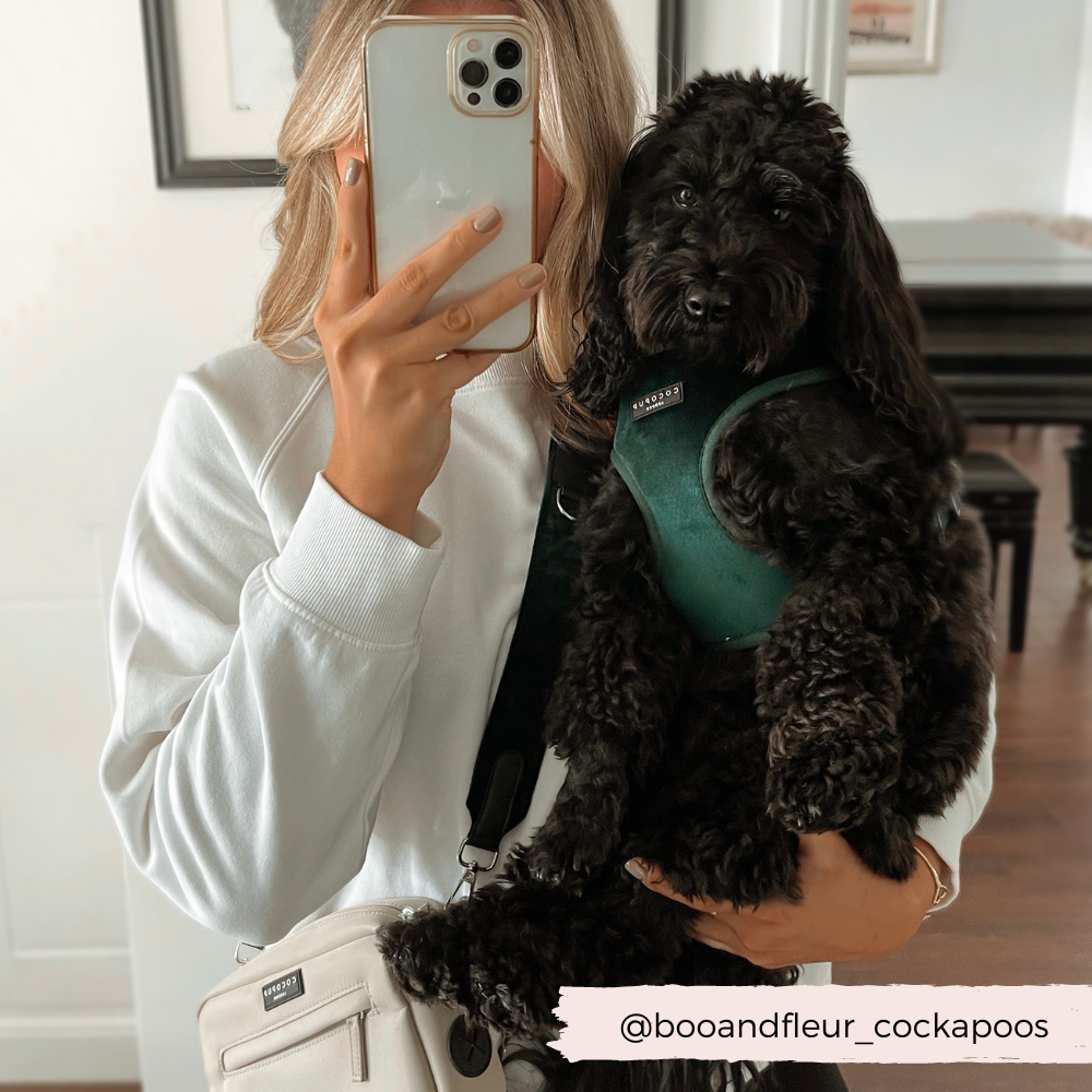 girl holding black dog wearing green velvet harness