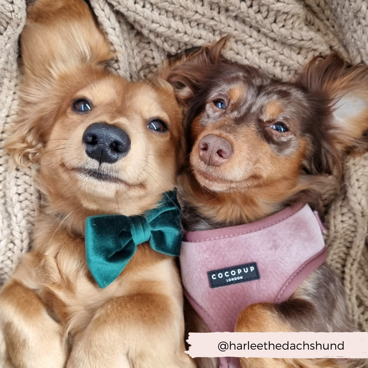 two dachshunds wearing green velvet bow tie and pink velvet harness