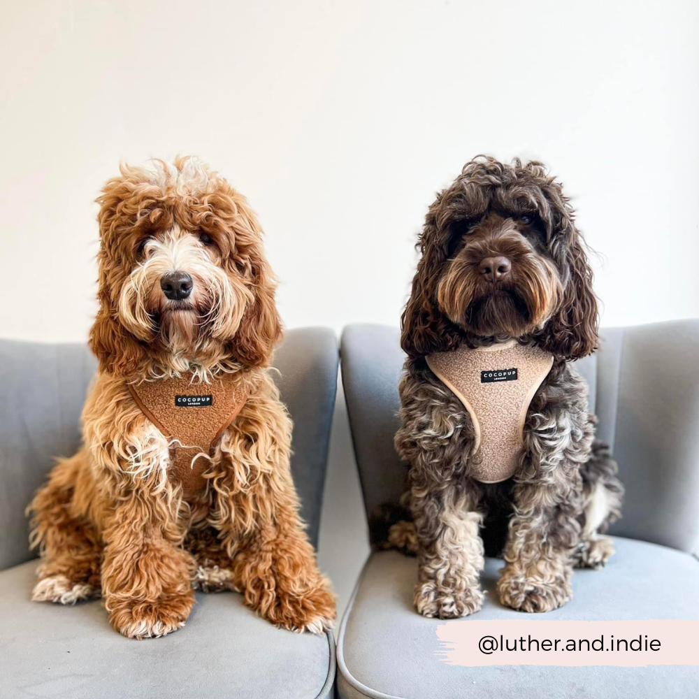 Teddy Adjustable Neck Dog Harness Rupert Cocopup London