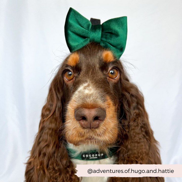 brown dog wearing green velvet bow tie on head