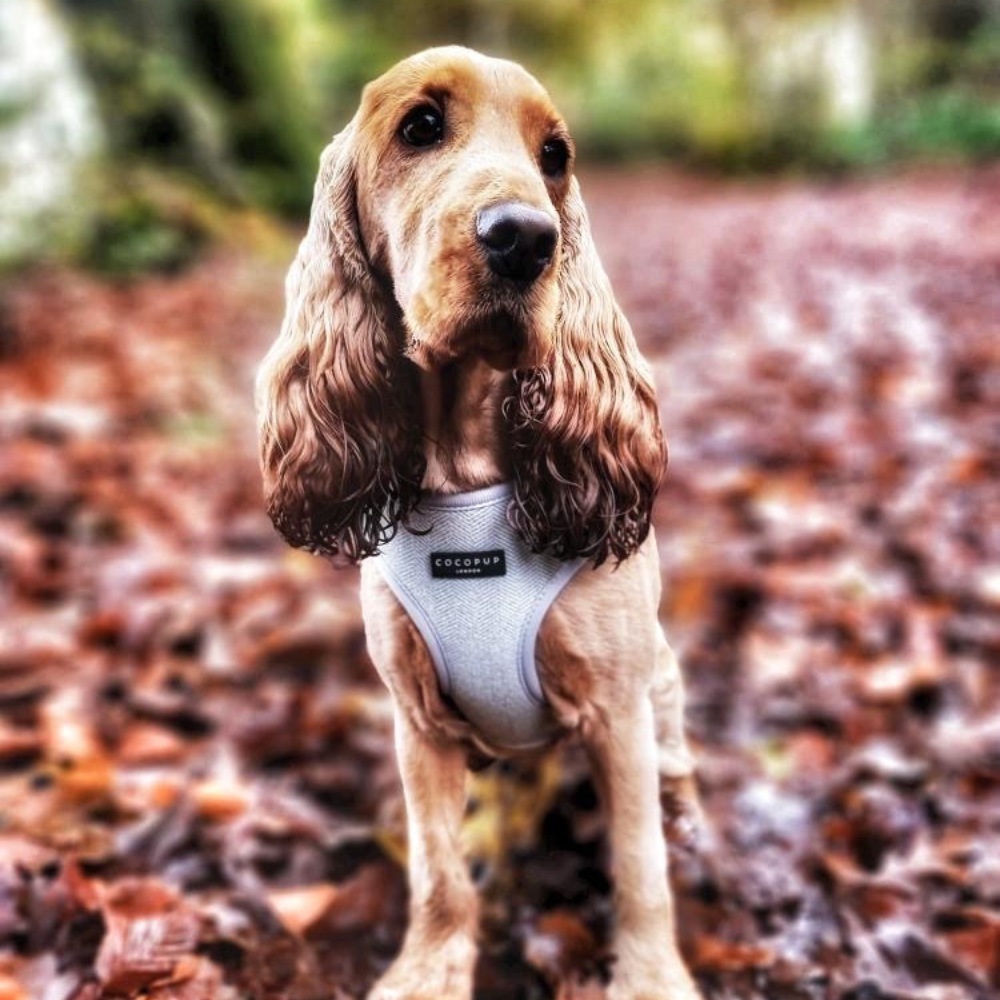 Cocker spaniel accessories online